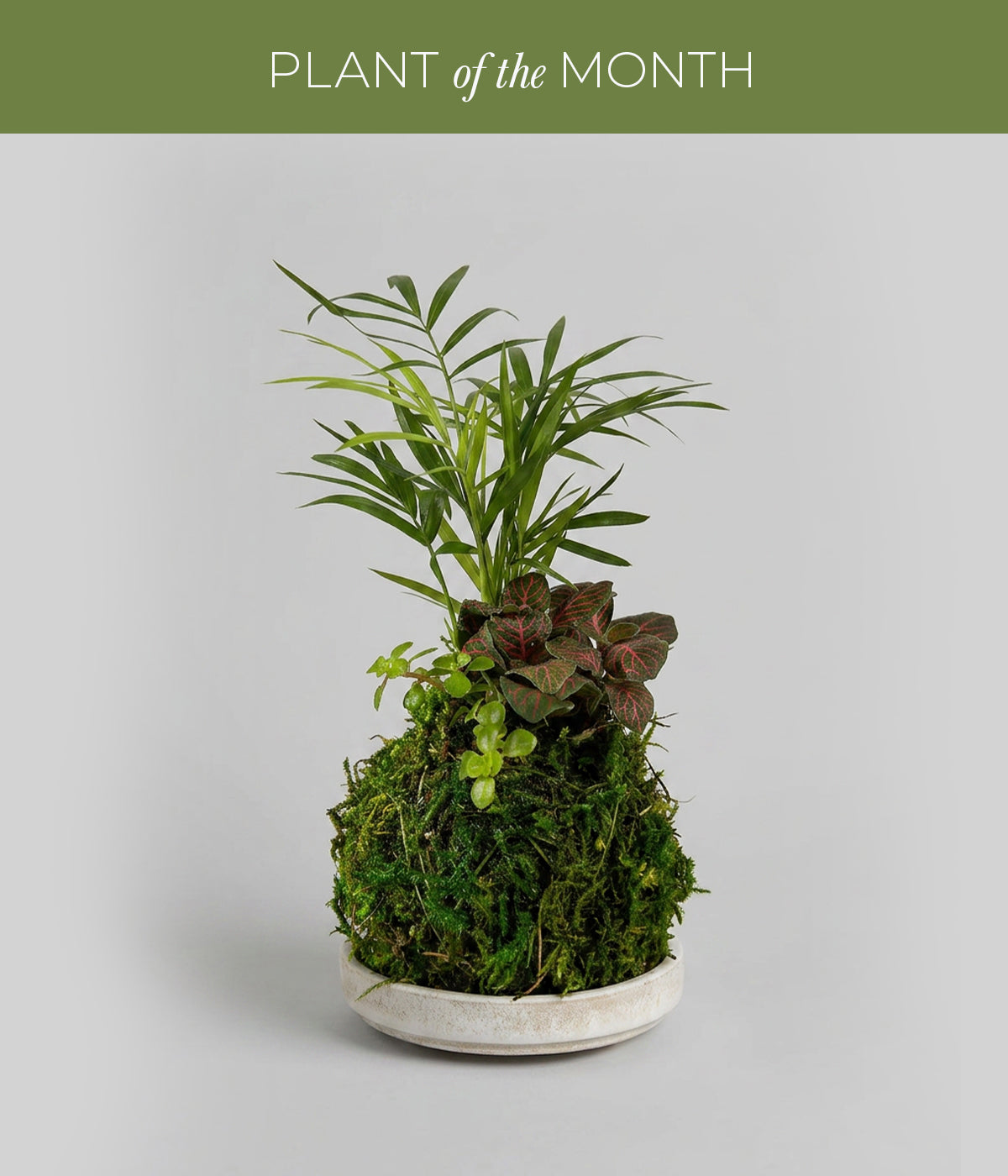 Mini Tre Combo Kokedama