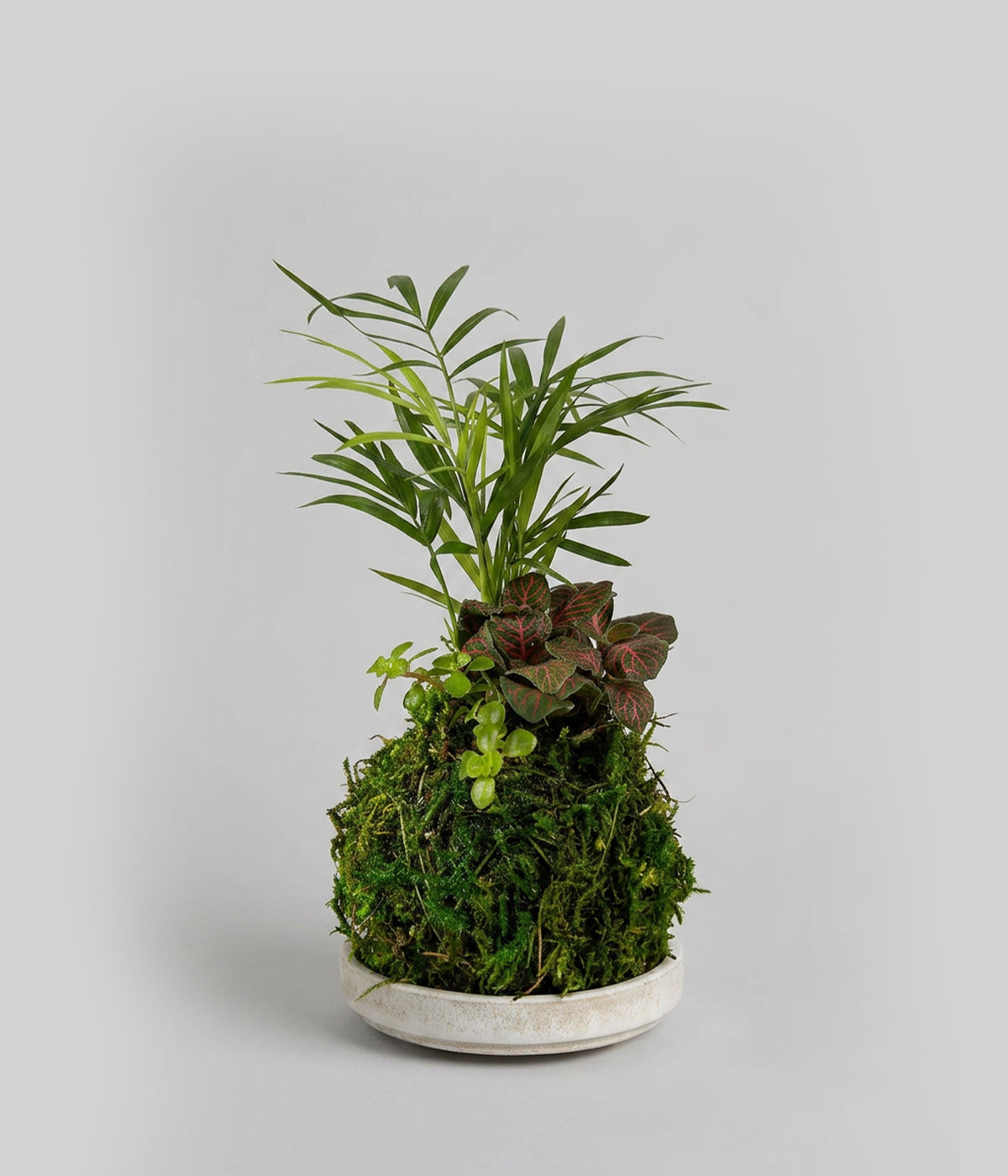 Mini Tre Combo Kokedama