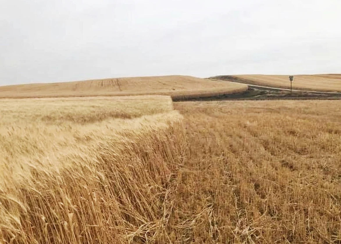 Wheat wreath handcrafted on a local US farm