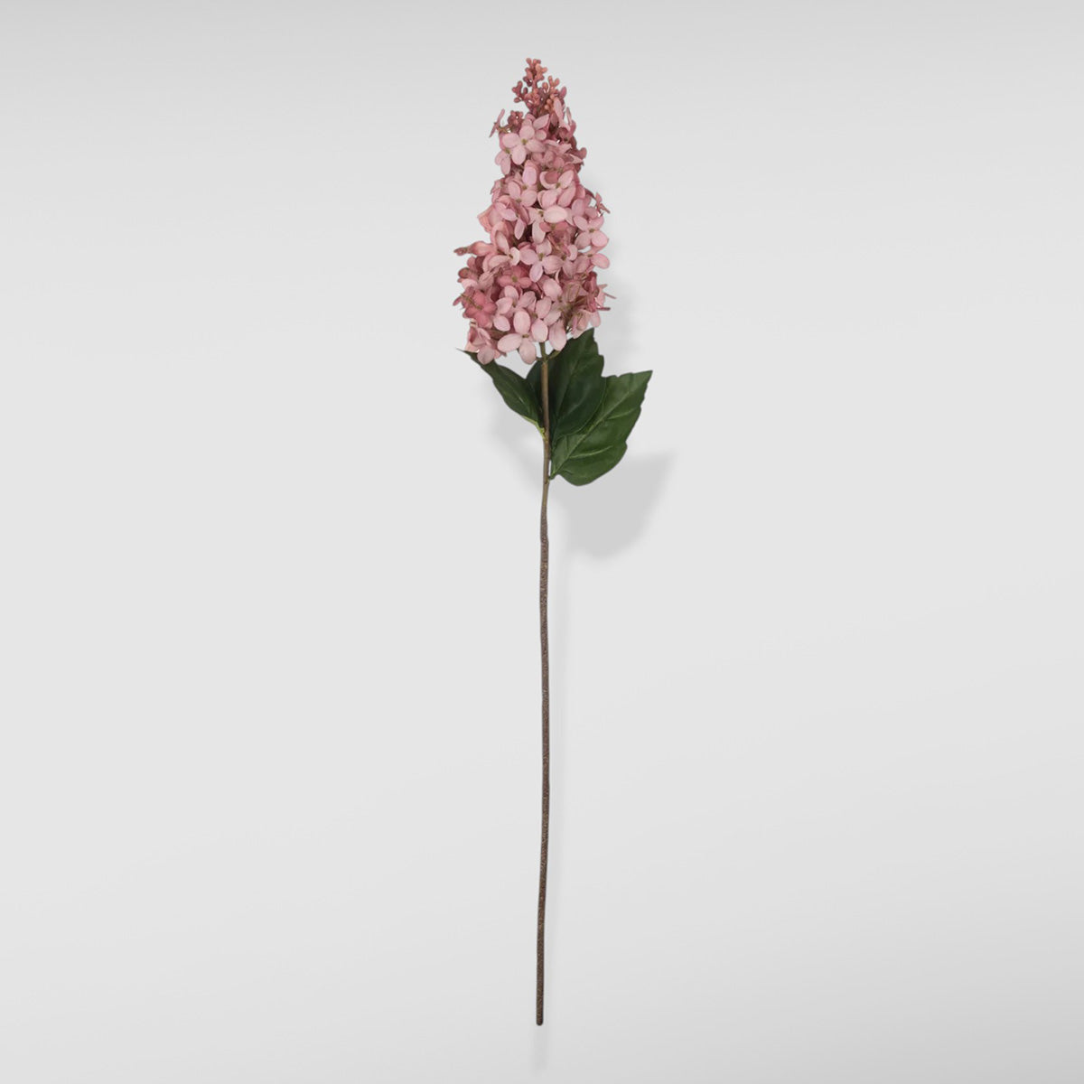 sunset cone hydrangea