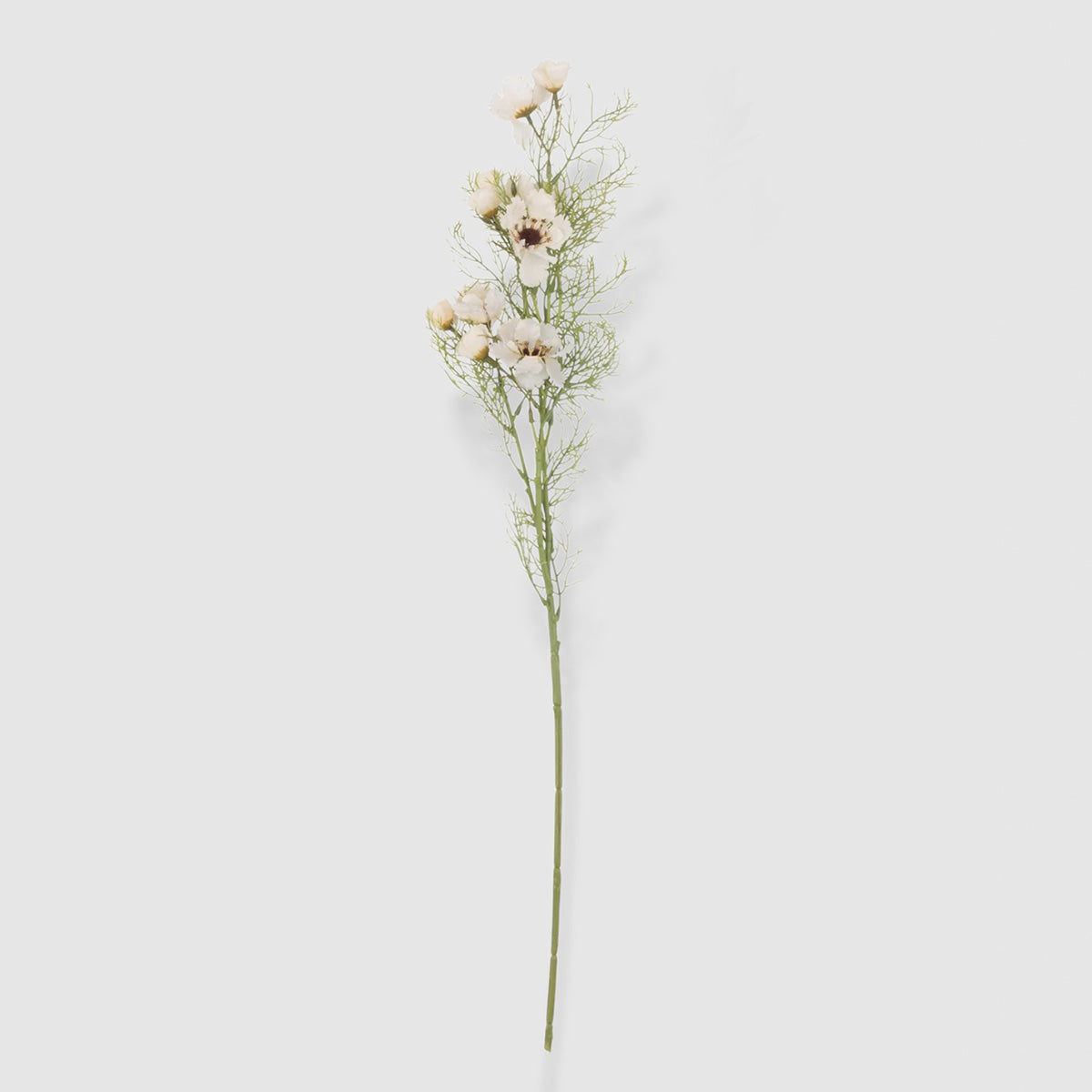 cosmos cream flower
