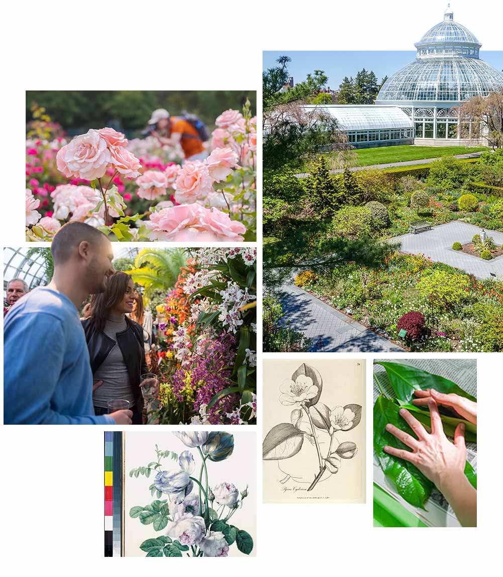 Collage about NYBG, a garden growing since 1891