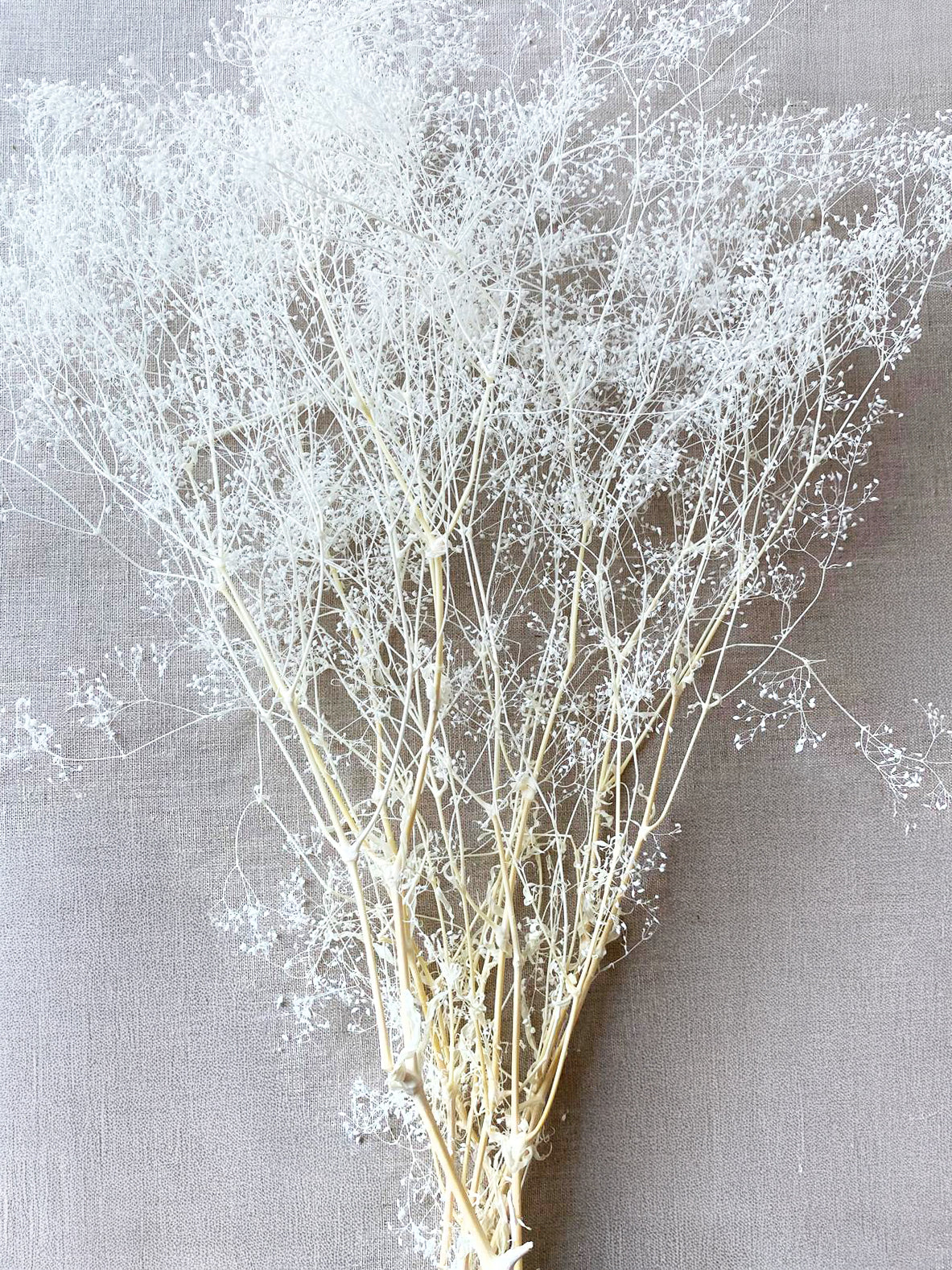 Dried Stardust Gyp Flowers with fine airy blooms dried naturally for soft floral arrangements