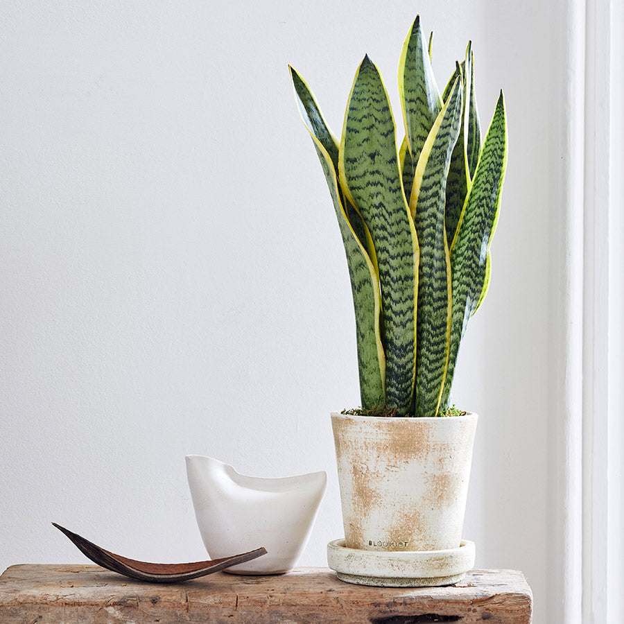 Bird Vase, White - Bloomist
