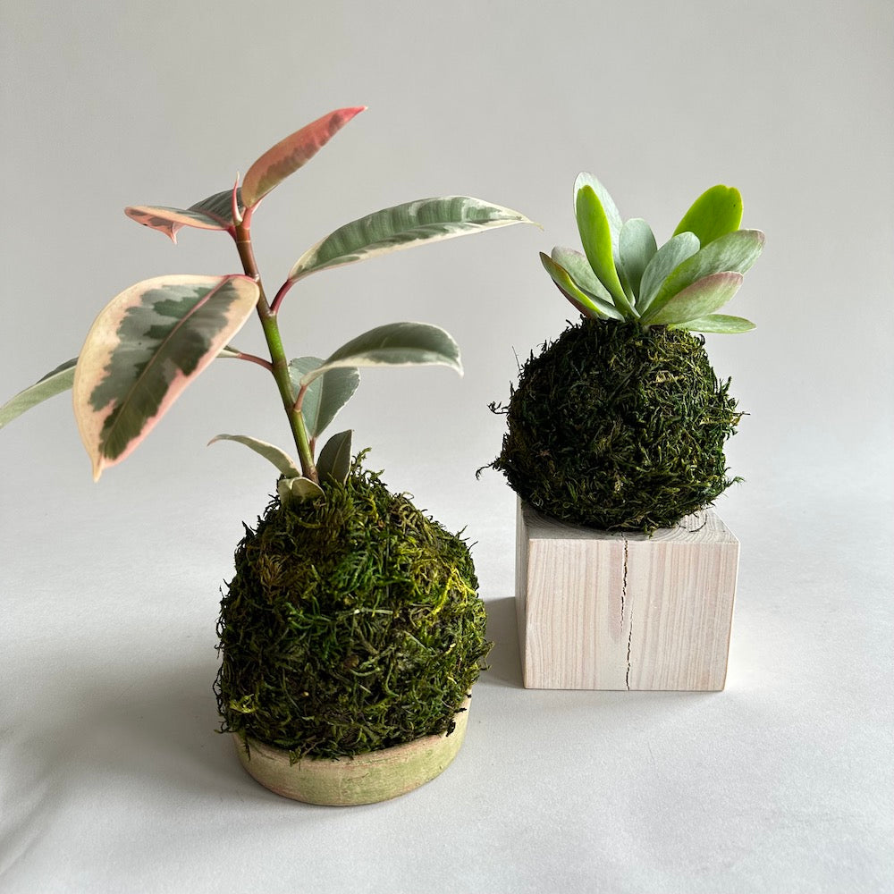 Kalanchoe Flap Jack  Kokedama - Bloomist